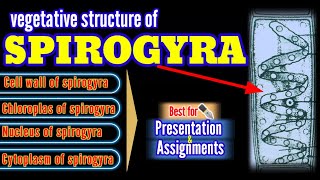 vegetative structure of spirogyra cell structure of spirogyra piyasatv [upl. by Serrano585]