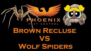 Brown Recluse Spiders VS Wolf Spiders whatbugsme [upl. by Pomfret524]