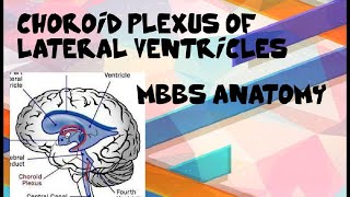 Choroid Plexus Of Lateral Ventricles Of Brain Cerebrum PART 2 MBBS ANATOMY [upl. by Rehptosirhc364]