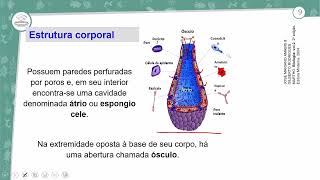 91  PORÍFEROS CNIDÁRIOS PLATELMINTOS E NEMATÓIDES  BIOLOGIA  2º ANO EM  AULA 912023 [upl. by Harrow632]