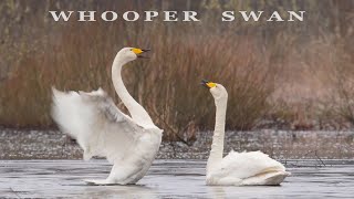 WHOOPER SWAN bird dance and call birds sounds [upl. by Gina496]