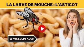 MOUCHE avec ses LARVES  En savoir  sur l’ASTICOT [upl. by Ecnadnac626]