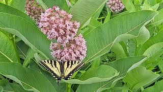 🦋 milkweed [upl. by Dennard]