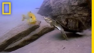 Cichlid Parents vs Terrapin  National Geographic [upl. by Ueik]