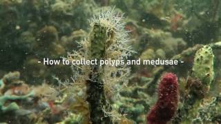 How to collect polyps and medusae [upl. by Bamberger]