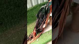 beautiful Red onagadori rooster 🐓 youtubeshorts viral trending shorts rooster birds status [upl. by Disharoon]