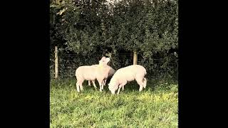 Sheep grazing a hedge brambles and blackthorns [upl. by Hardan738]