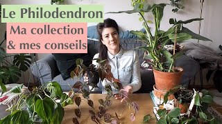 Le Philodendron  ma collection amp mes conseils [upl. by Ocker]