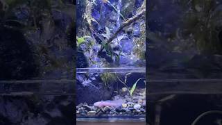 Maintenance aquascape paludarium paludariumindonesia axolotl fyp [upl. by Victorie901]