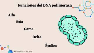 BIOLOGÍA MOLECULAR RÉPLICACION DEL ADN EXPOBIOCIENCIAS [upl. by Enelhtak]