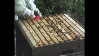 How to use Beevital Hiveclean  A Natural Treatment for Honeybees against Varroa mites [upl. by Aennyl]