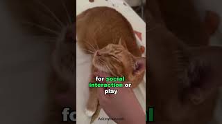 Sounds  you should know to attract cats cat [upl. by Mcnully]