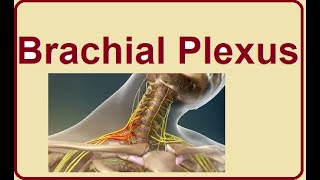 Brachial Plexus structure and functions  2024 [upl. by Alikahs398]