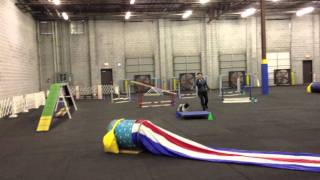 Agility Practice with Cosmo Havanese [upl. by Elbertine]