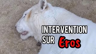 Intervention sur Eros le tigre blanc [upl. by Leanna]