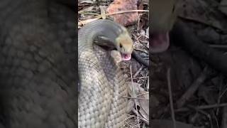 Survival skills First aid for snake 🐍 bites camping survival bushcraft outdoors [upl. by Marco]