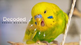 Why Budgies Make Distress Calls and What They Mean [upl. by Helbonia]