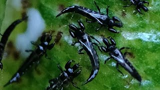 Tube tailed thrips thrips agriculture nature insects insectinsights [upl. by Corney318]