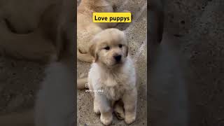 Please subscribe cute puppy 💖like for puppys🐕🐕🐕🐕🐕 [upl. by Higley]