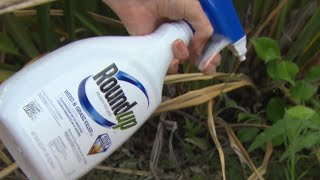 Monsantos Roundup weedkiller court case gets underway [upl. by Jehoash527]