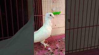 White Satinette pigeon pigeon fancypigeon birds birdslover shorts shortvideo viralshorts [upl. by Brianne]