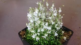 repotting utricularia sandersonii [upl. by Beaver]