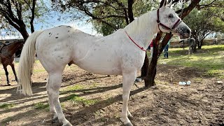 🔥APPALOOSA DE CARRERAS🔥 El Quesito Carril El Alacran🦂 QRO [upl. by Mathia]