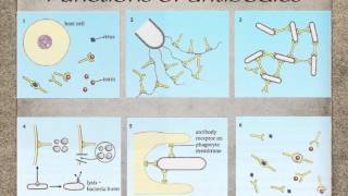 AS level J3 antibodies and antigens Ms Cooper [upl. by Anali]