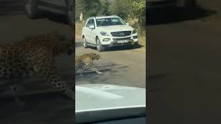 The danger of leopard crossings wildlife [upl. by Narda259]