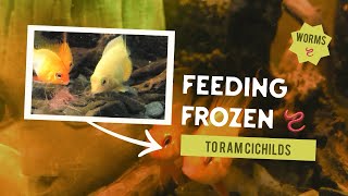 Feeding Frozen Bloodworms to Ram Cichlid Fish l Freshwater aquarium fish l Mikrogeophagus ramirezi [upl. by Assilat215]