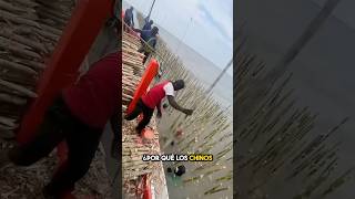 ¿Por qué China está colocando madera bajo el agua 🤔 [upl. by Hola996]