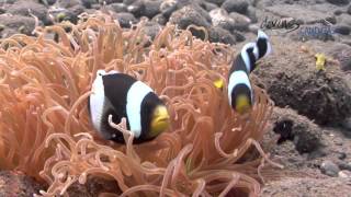 diving CANDIDASA  Balis magnificent underwater world [upl. by Alika]