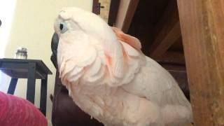 Gotcha the Cockatoo being THE Sweetest bird talking EVER [upl. by Scherman]