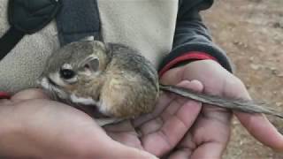 San Quintin kangaroo rat rediscovered in Baja California [upl. by Leonerd447]