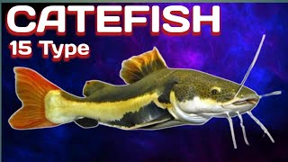 15 Type Of Catfish Rare and Common A to Z Catfish [upl. by Agemo402]