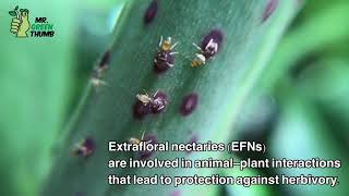 Extrafloral nectaries in Philodendron [upl. by Turnbull]