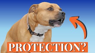 Why Staffies Are the WORST Guards in the World [upl. by Suraved]