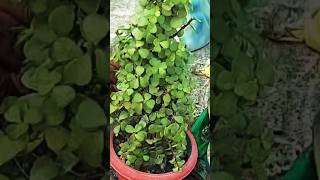 Jade Plant Topiary Repotting amp Care Tips jadeplant topiary repotting caretips shorts [upl. by Ela]