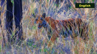 Searching for Tiger Cubs  Vraksh Resort  4K Video  English [upl. by Akiem]