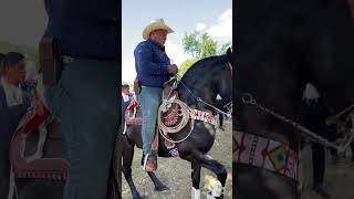 Hermoso 🤩 caballo 🐎 bailador [upl. by Pell]