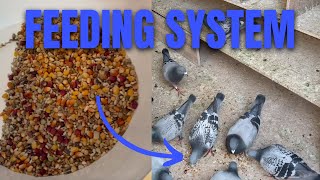 My Feeding System For Racing Pigeons TIPS amp TRICKS [upl. by Helbon914]