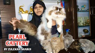 High Quality Persian Cats At Pearl Cattery By Zulekha Shaikh [upl. by Enawd]