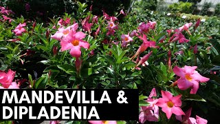 Mandevilla and Dipladenia [upl. by Basil638]