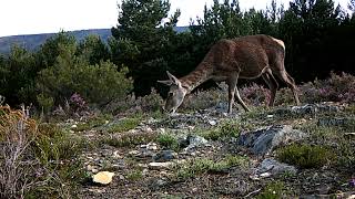 Cierva Cervus elaphus se alimenta de los escasos brotes que aún quedaban en el monte 747678 [upl. by Adneral]