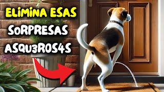 Cómo EVITAR que los perros ORINEN EN TU PUERTA  Repelente de orina para perros de exterior [upl. by Elatan]