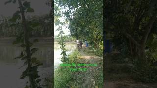 fish fishery farm bangladesh china india goodfoodinthevillage [upl. by Siravaj]