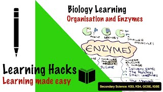 4 Organisation and Enzymes Secondary KS3KS4 GCSE FREE SCIENCE LESSONS  Biology [upl. by Silas]