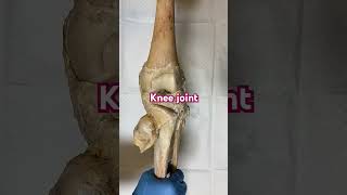 Anatomy knee joint [upl. by Naul]