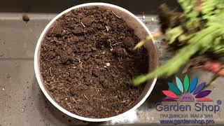 How to growing asplenium trichomanes [upl. by Godliman49]