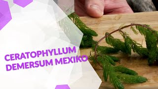 Ceratophyllum demersum MexikoHornkraut eine rotstängelige Pflanze für dein Aquarium [upl. by Yenial]